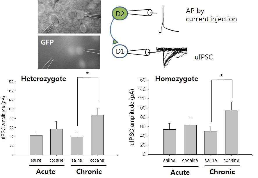 Paired whole-cell recording을 통한 시냅스 잠재력 (synaptic potency)의 측정 결과