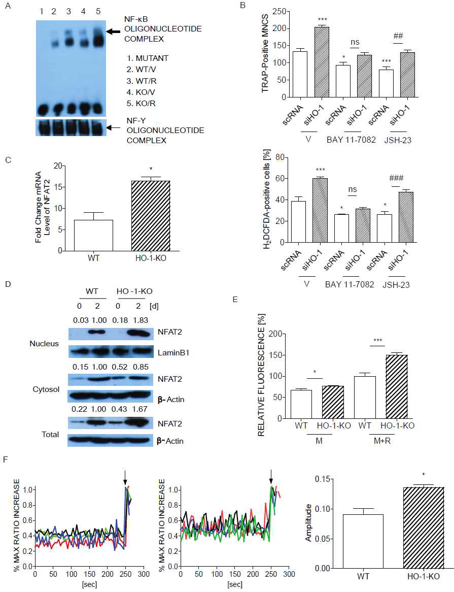 HO-1 부재시 NF-κB activation의 증가(A), NF-κB 억제시(BAY11-7082) HO-1부재에 의한 파골세포와 ROS 증가소멸(B), HO-1 부재시 NFAT2의 mRNA, protein level, nuclear translocation의 증가(C,D), 세포내 상대적 [Ca] level(E), 세포내 상대적 [Ca] oscillation 과 amplitude(F).