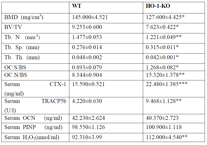 Trabecular microarchitecture and biochemical markers of histomorphometry and serum parameters in WT (HO-1+/+)andHO-1-KO(HO-1-/-)mice.