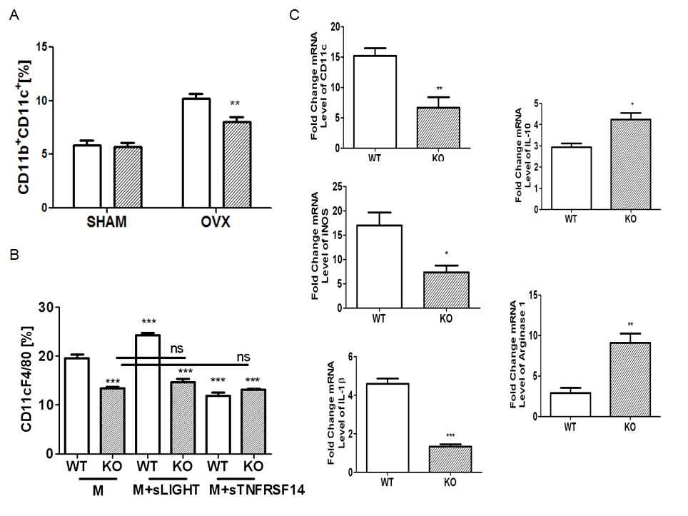 난소절제시 증가된 blood CD11c monocyte가 TNFRSF14 부재시 감소(A). M-CSF로 분화에 의한 CD11cF4/80가 TNFRSF14 결핍시 현저히 낮아지고, TNFRSF14 자극시 증가됨(B). TNFRSF14 부재는 M1 polarization이 억제됨(C).