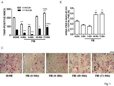 exogenous fibrinogen에 의한 파골세포분화에 미치는 영향