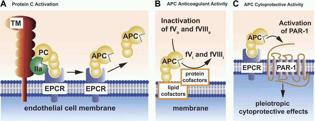 A, PC 활성화 B, APC의 항응고작용 C, APC의 세포보호기능