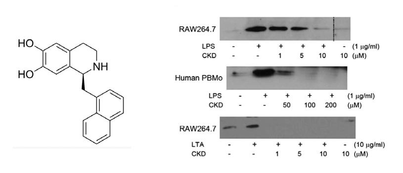 CKD712가 LPS유도 HMGB1 발현에 미치는 영향