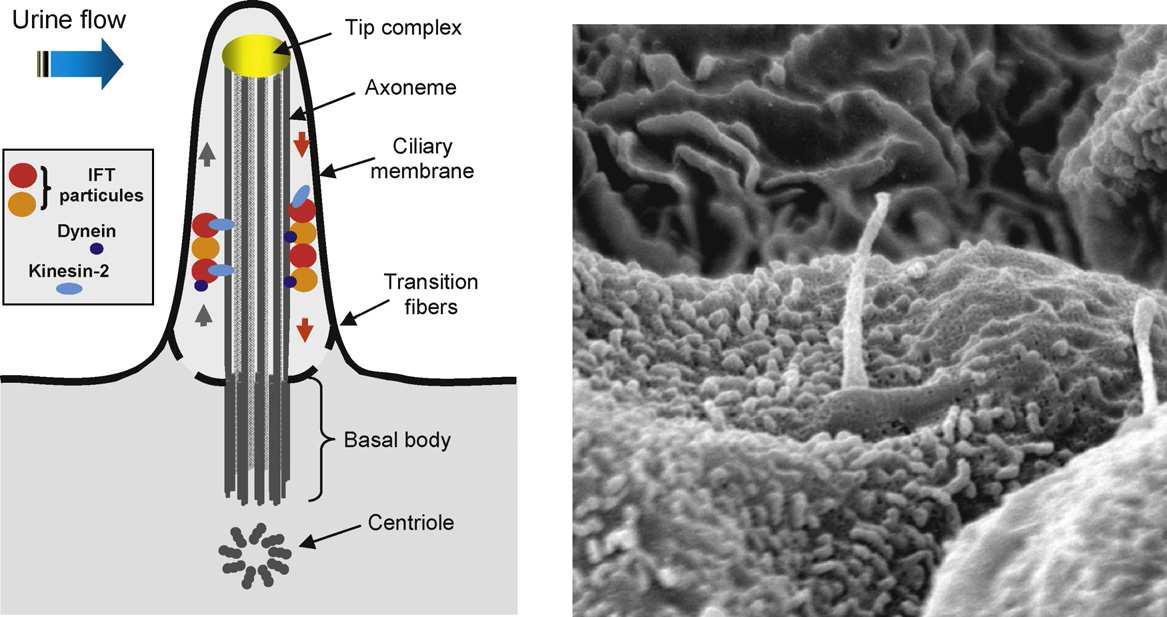 The primary cilium