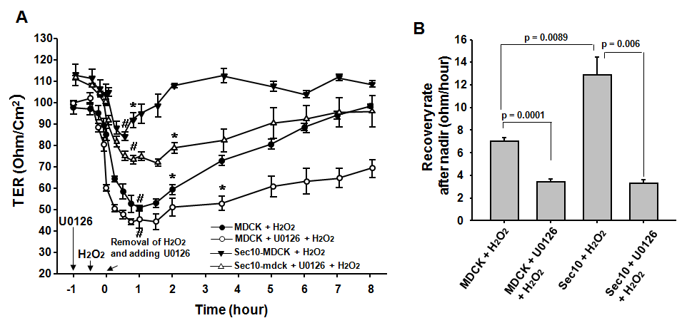 Sec10 over-expression accelerated recovery of TER, whereas ERK inhibition delayed recovery of TER