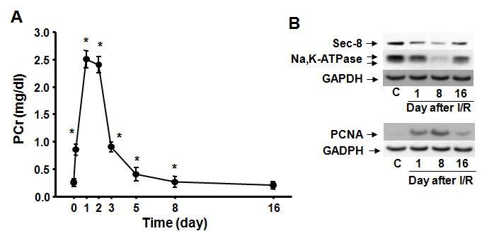 Relationship between renal function and Sec8 expression after kidney ischemia / reperfusion injury in mice