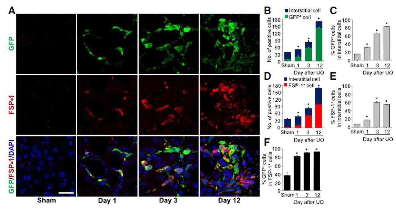 Population of BMDCs and BM-derived FSP-1+ fibroblasts in kidney interstitial cells after UO.