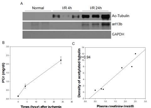 Detection of urinary cilia proteins an plasma creatinine concentration after I/R injury.