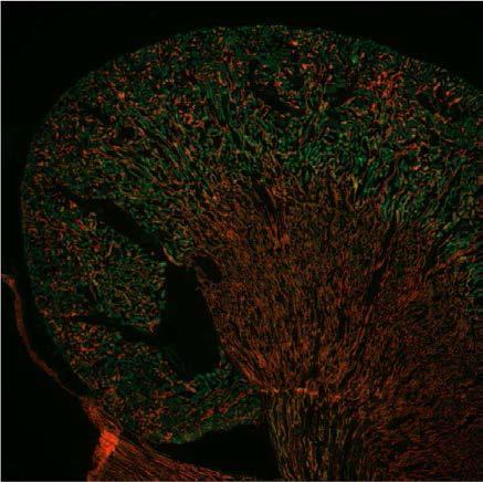 Expression of cre recombinase in kspcre/losa-mT mouse