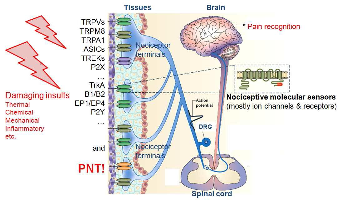 인체의 통증경로 (pain pathway)