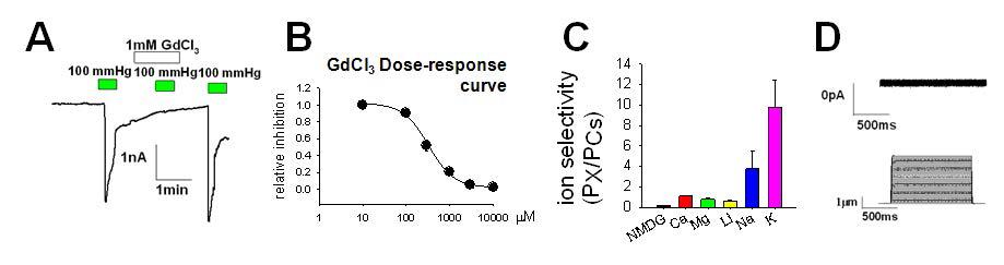 PNT2의 electrophysiological profile