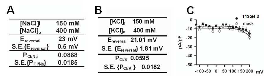 T13G4.3 특유의 전기생리학적 profile
