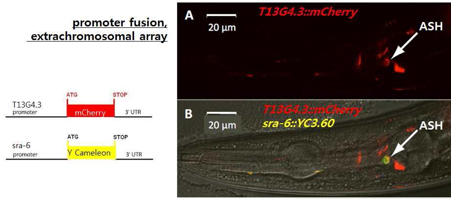 T13G4.3의 C elegans 개체내 발현처