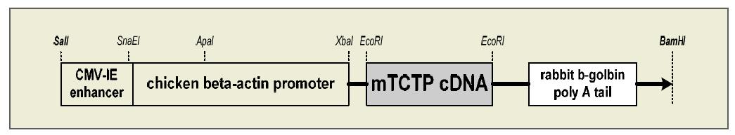 TCTP 형질전환 마우스 생산에 사용된 construct