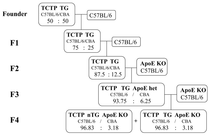 TCTP-TG와 ApoE KO 마우스 역교배 모식도