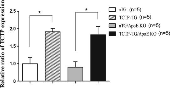 TCTP 발현양상 확인을 위한 23주령 마우스 aorta의 Western blot 분석