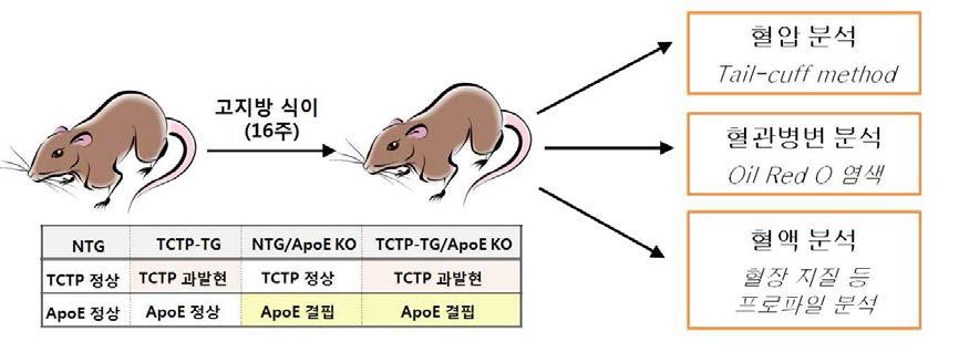 실험동물 모델에서 실험 결과의 분석 내용