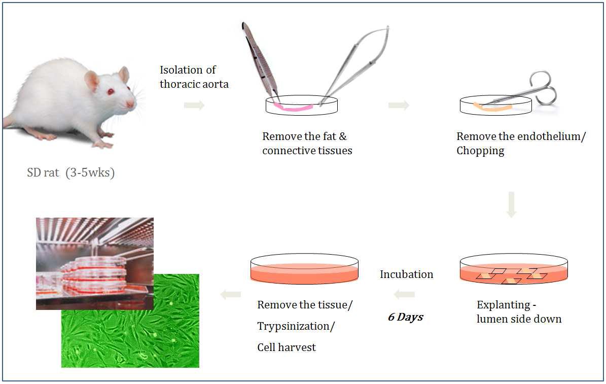 래트 대동맥 조직에서 일차 평활근 세포 분리 및 배양 방법
