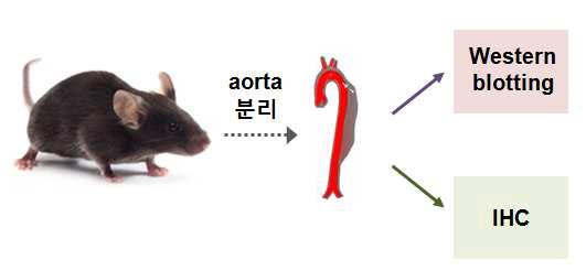 마우스(TCTP-TG, TCTP+/-)에서 TCTP가 관여하는 신호전달 경로의 확인