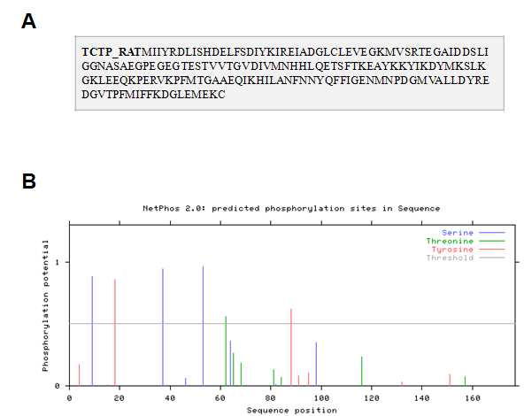 NetPhos 2.0을 이용한 TCTP의 인산화 자리 예측