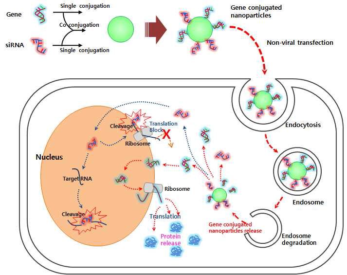 나노입자를 이용한 약물 및 유전자전달시스템