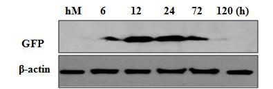 봉입된 단백질의 줄기세포내로의 도입을 Western blotting법을 이용하여 관찰