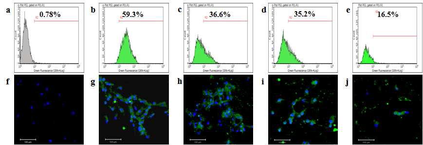 봉입된 단백질(COMP)의 줄기세포내로의 도입을 FACS 및 공집점레이저 현미경을 이용하여 관찰