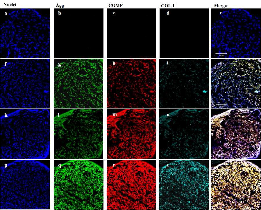 봉입된 단백질(aggrecan 및 COMP)의 줄기세포내로의 도입을 통한 줄기세포의 연골화의 면역조직학적 염색법 관찰