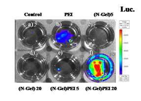 luciferase가 결합된 나노젤의 줄기세포내로의 도입관찰