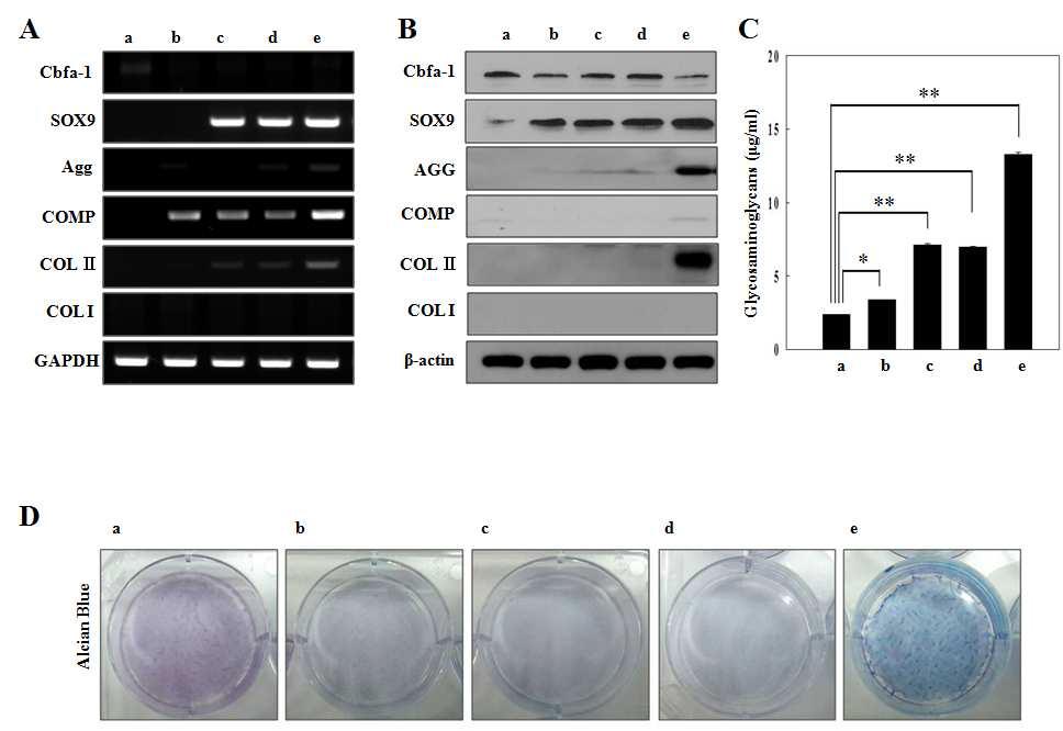 PLGA를 이용한 SOX9 단백질 함유 및 siRNA 코팅 나노입자의 줄기세포전달을 통한 2D 배양법에 의한 연골세포로의 분화확인