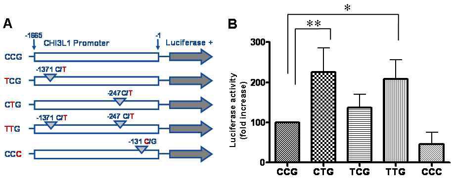 Measurements of CHI3L1 promoter activity