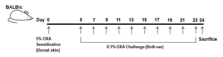 Oxazolone에 의해서 유도된 아토피 피부염 마우스 모델 프로토콜