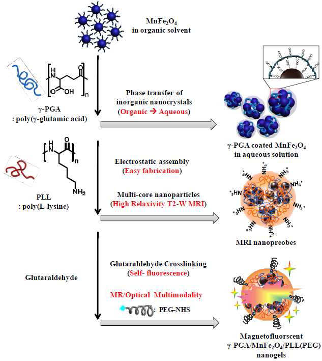 γ-PGA/MnFe2O4/PLL(PEG) 나노겔 (nanogel) 합성 과정