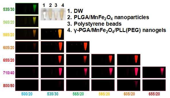 γ-PGA/MnFe2O4/PLL(PEG) 나노겔을 형광 카메라로 관찰한 모습 다중영상용 나노조영제의 in vitro, in vivo 특성 조사