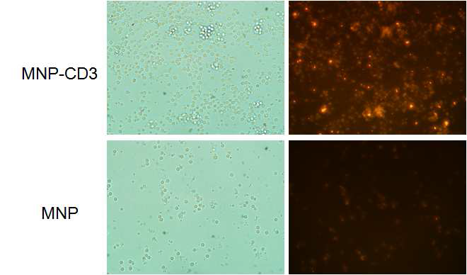 T임파구 표적 형광자성나노입자와 일반 형광자성나노입자의 세포 표적 실험결과