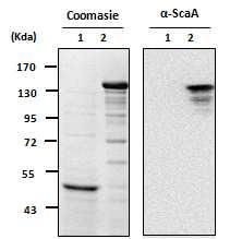 ScaA 단백을 정제 하여 ScaA 특이 항체을 사용하여 정제 여부를 westernblot으로 확인함