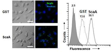 정제한 ScaA단백을 형광Bead와 결합 시킨 후, 숙주세포와 배양시킴. 숙주세포로의 부착능을 Confocal(왼쪽)과 FACS(오른쪽)로 확인함