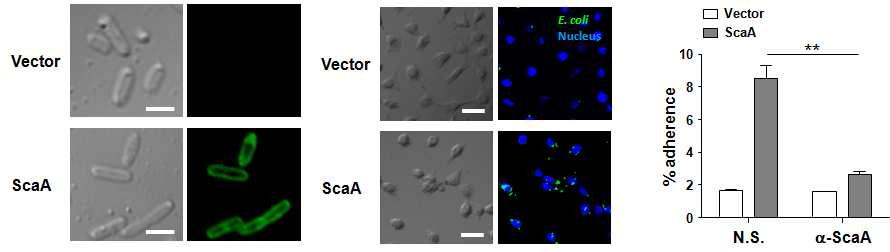 쯔쯔가무시균의 ScaA유전자를 대장균에 발현시킨 후, ScaA 특이항체를 이용하여 발현여부 확인 함 (왼쪽). ScaA가 발현 된 대장균을 숙주세포와 1시간 동안 반응시킨 후, Confocal microscopy를 이용하여 숙주세포로의 부착 효과를 관찰함 (가운데). ScaA가 발현 된 대장균을 ScaA 특이 항체의 유.무에 따른 부착 및 감염억제 효과를 CFU assay을 이용하여 정량함 (오른쪽)