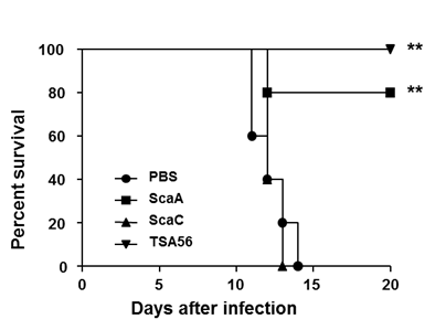 ScaA, ScaC, TSA56를 면역한 마우스에 10배 반수치사량(LD50)의 쯔쯔가무시균(보령균주)을 감염시 ScaA, TSA56을 면역한 마우스의 생존능력이 유의하게 증가된 것을 관찰함