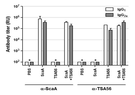 마우스에 ScaA, TSA56, ScaA+TSA56 혼합단백질을 Alum hydorixide 결합시켜 3회 면역한 뒤 항원 특이적 항체 반응을 ELISA로 확인 함