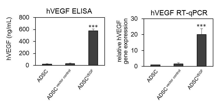 형질전환 지방줄기세포의 VEGF 발현량 측정