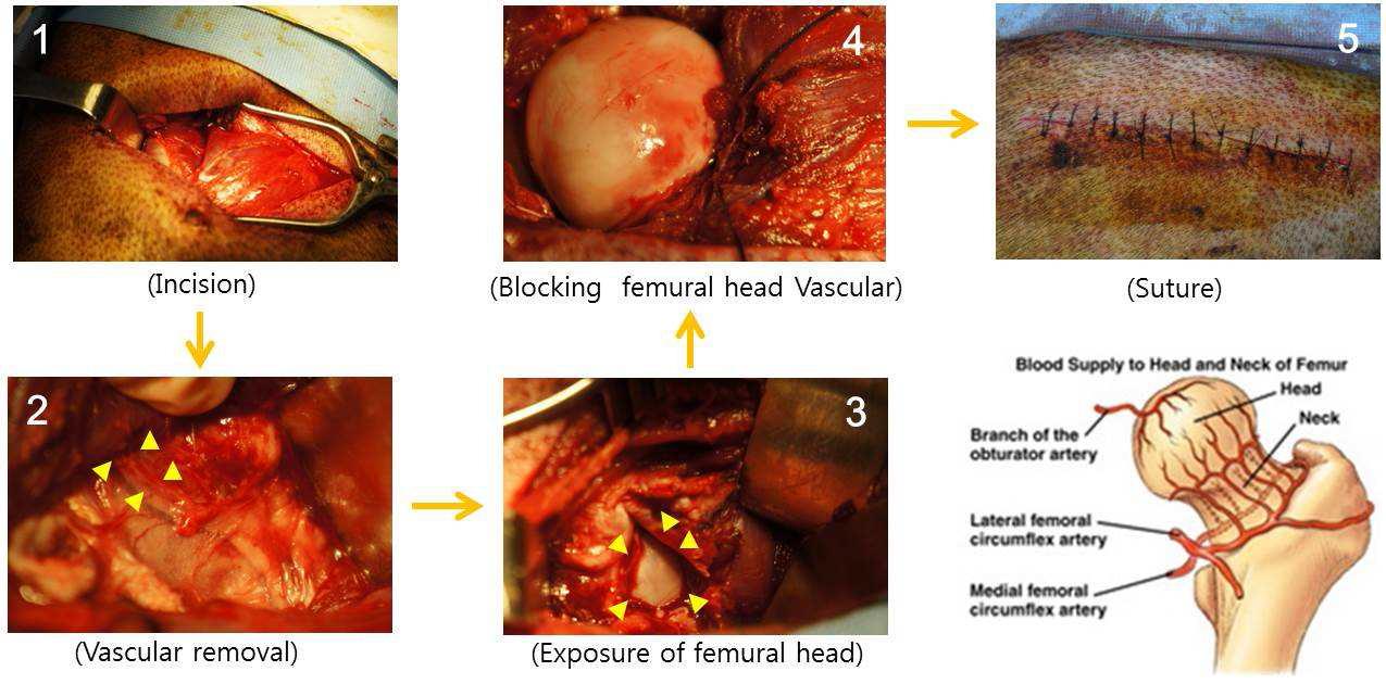 돼지 무혈성괴사 모델 확립 수술 과정