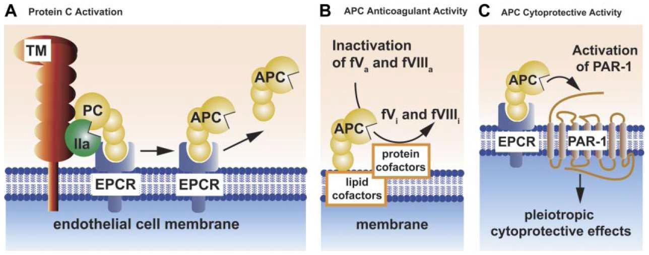 Protein C 활성과 APC에 의한 anticoagulation 및 항세포독성 효과 매개 기전의 모식도