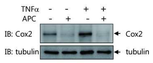 The dffect of APC in TNFalpha-induced Cpx2 expression in cardiomyocytes