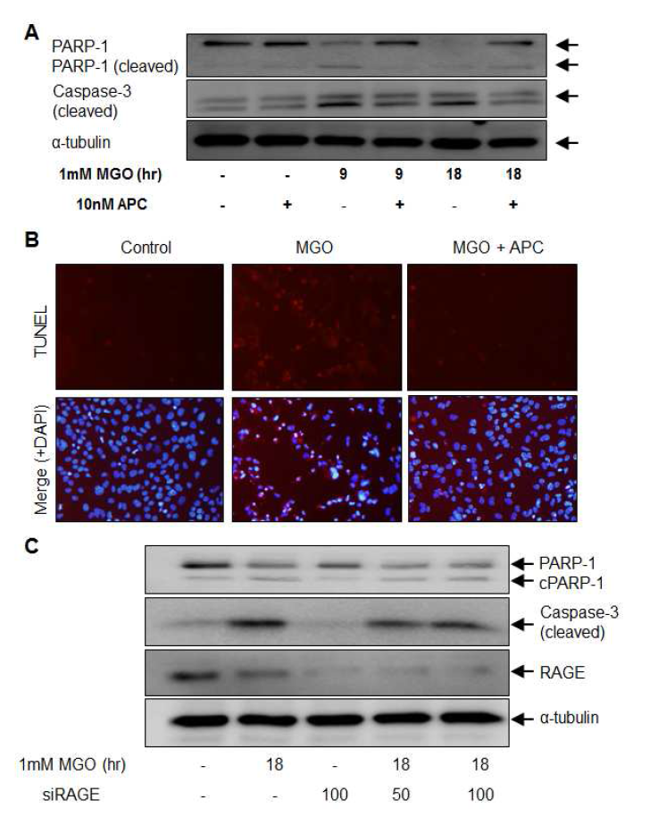 Effect of APC in MGO-induced apoptosis in HL-1 cells