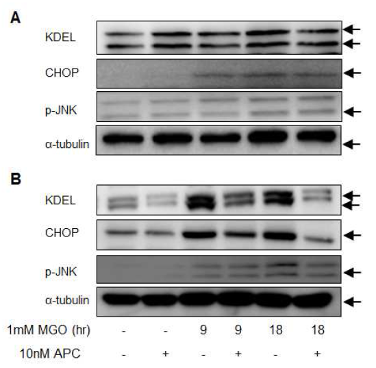 The effect of APC in MGO-induced ER stress