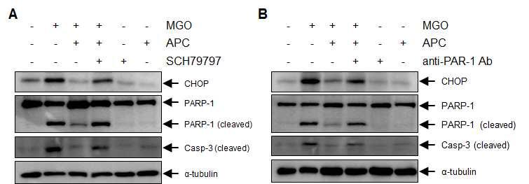 The effects of PAR-1 inhibitor and anti-PAR1 antibody in APC-mediated inhibition of MGO-induced myocyte apoptosis and CHOP expression in HL-1 cells.
