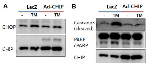 Role of CHIP in ER stress-induced apoptosis