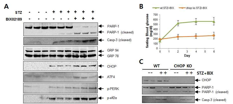 ERK5 inhibitor mediates CHOP-dependent pancreatic apoptosis in vivo