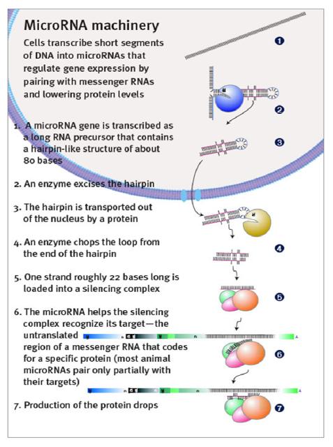 miRNA의 작용 기전